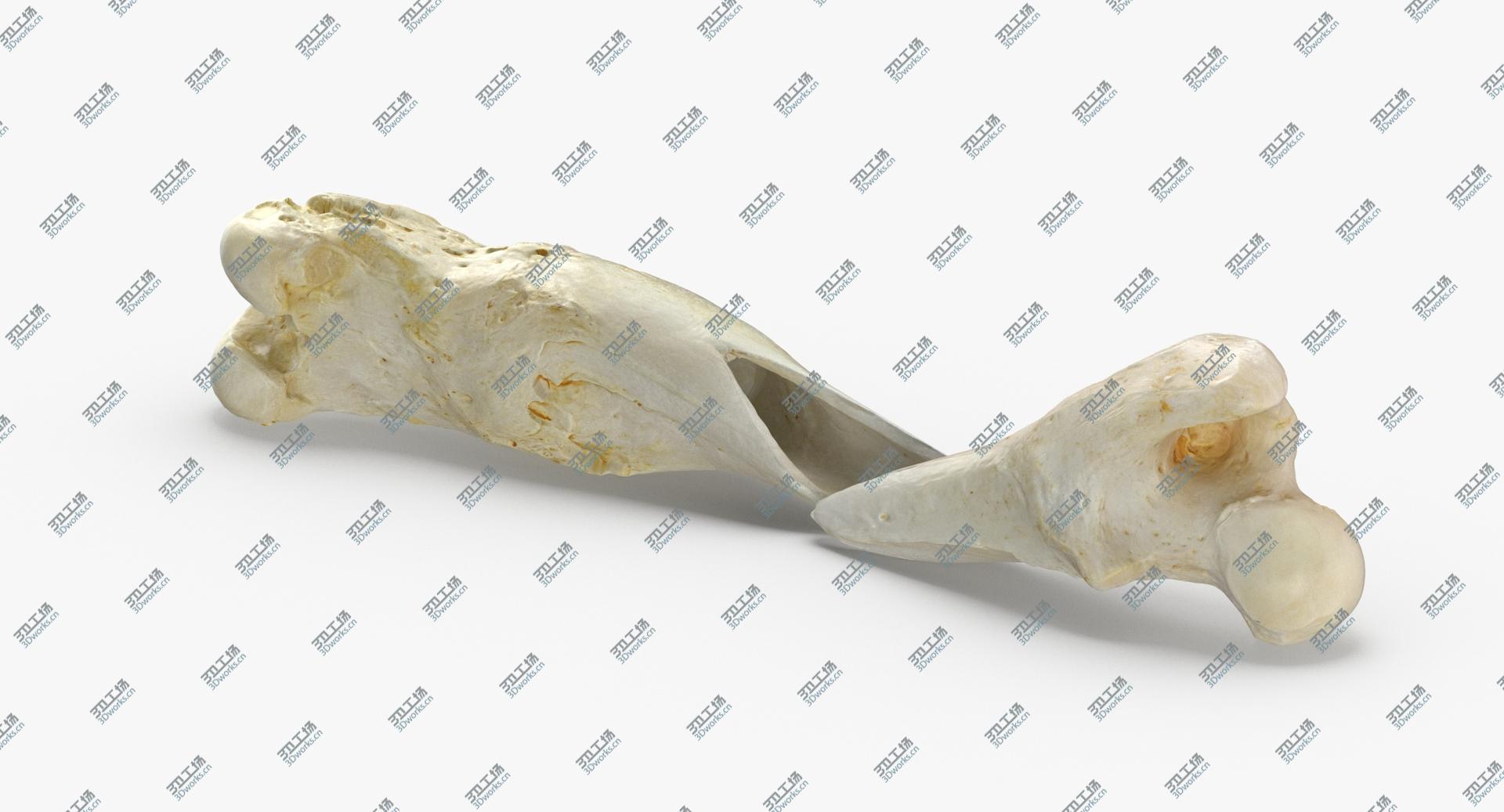 images/goods_img/202105071/3D Real Dog Thigh Bone Femur Broken Two Pieces/2.jpg